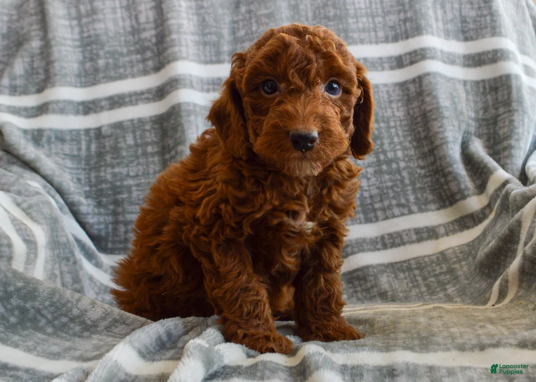 Miniature Poodle dogs for sale: Meredith - Ad 1