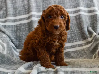 Miniature Poodle dogs Meredith - Ad 17