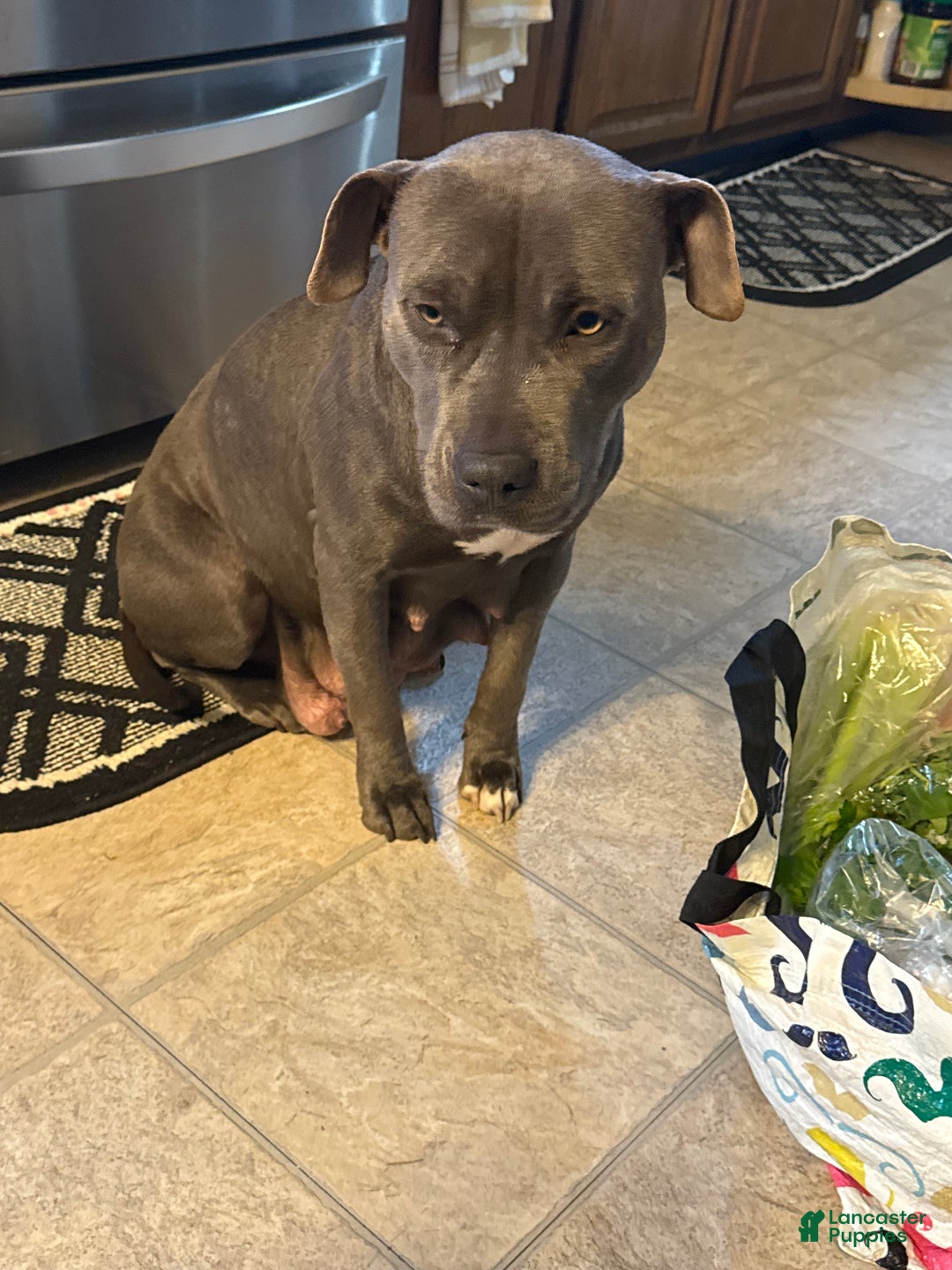 American Bully dogs for sale: American bully classic  - Ad 13