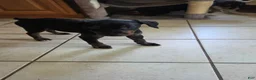 Mixed Breed dogs for sale: Ms. Pinky - Ad 8
