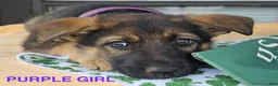 German Shepherd dogs for sale: Blue Boy - Ad 13