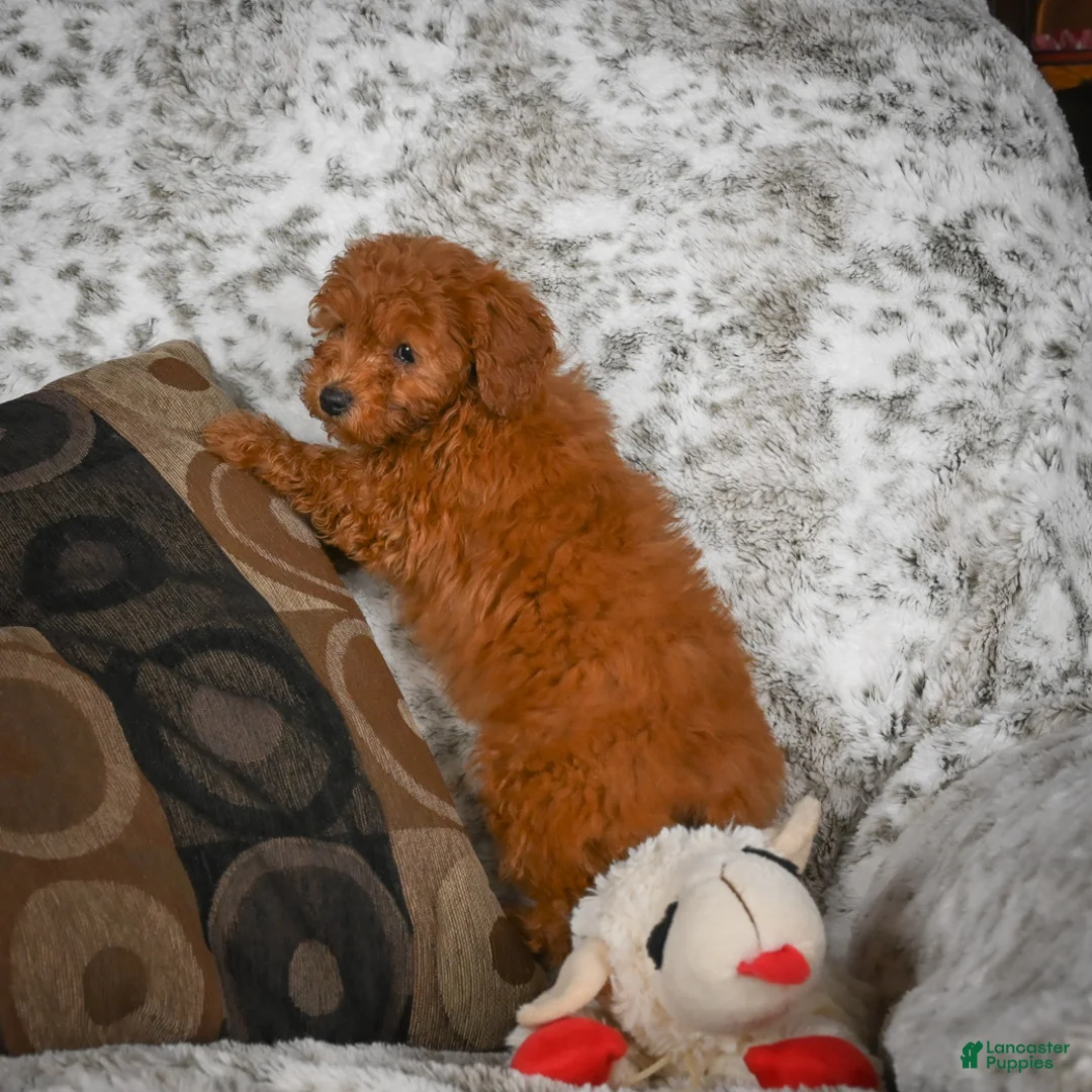 Cavapoo dogs for sale: Callie - Ad 7