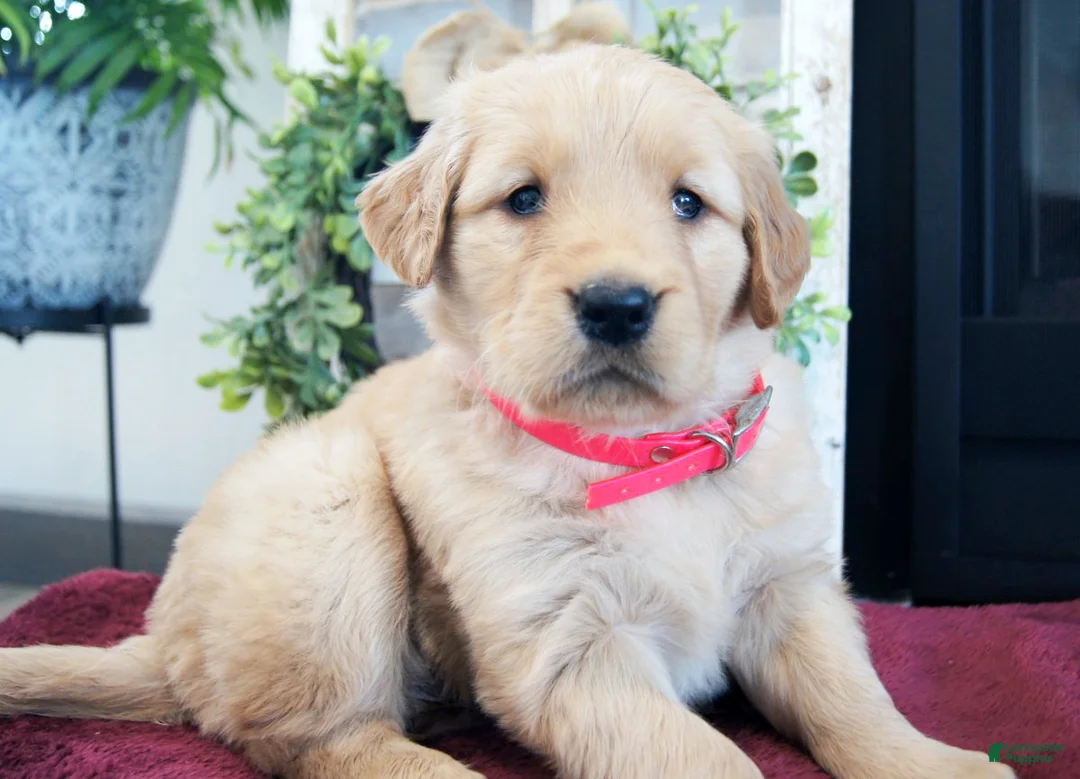 Golden Retriever dogs for sale: Princess - Ad 2