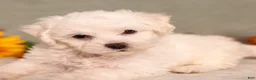Bichon Frise dogs for sale: Quack - Ad 4