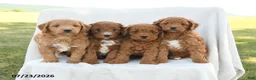 Mini Goldendoodle dogs for sale: Precious - Ad 5
