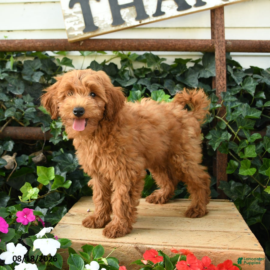 Maltipoo dogs Jordan - Ad 2