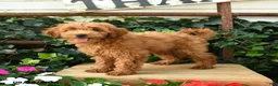Maltipoo dogs for sale: Jordan - Ad 2