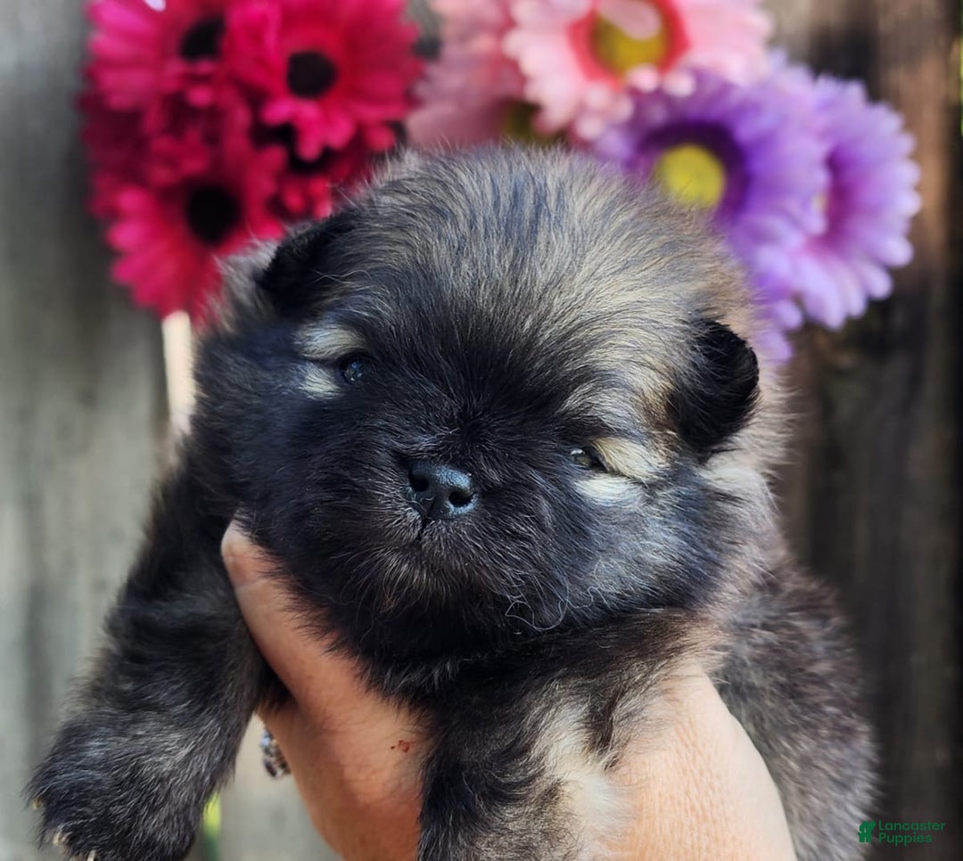 Gallery Image {{count}}