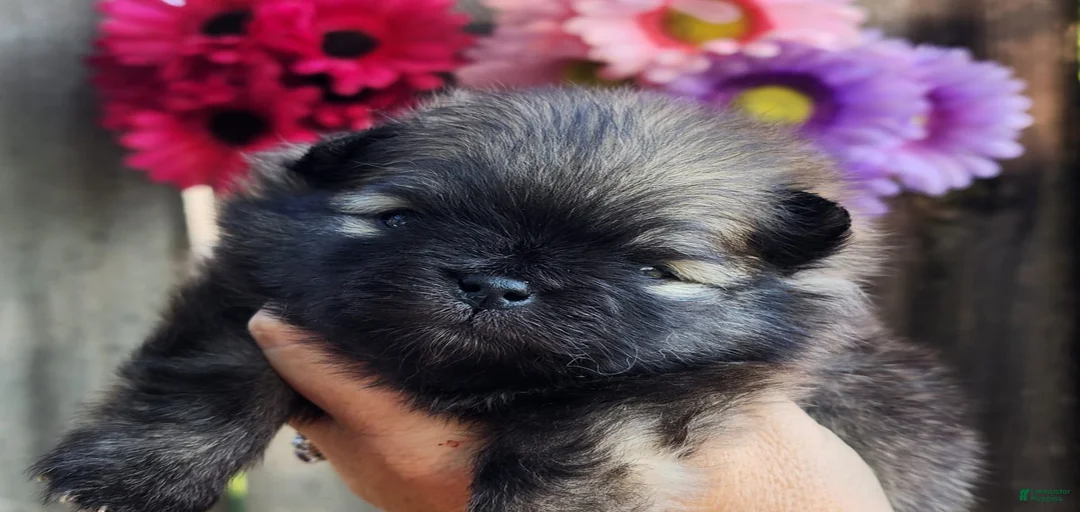 Gallery Image {{count}}