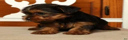 Yorkshire Terrier dogs for sale: Lucy - Ad 4