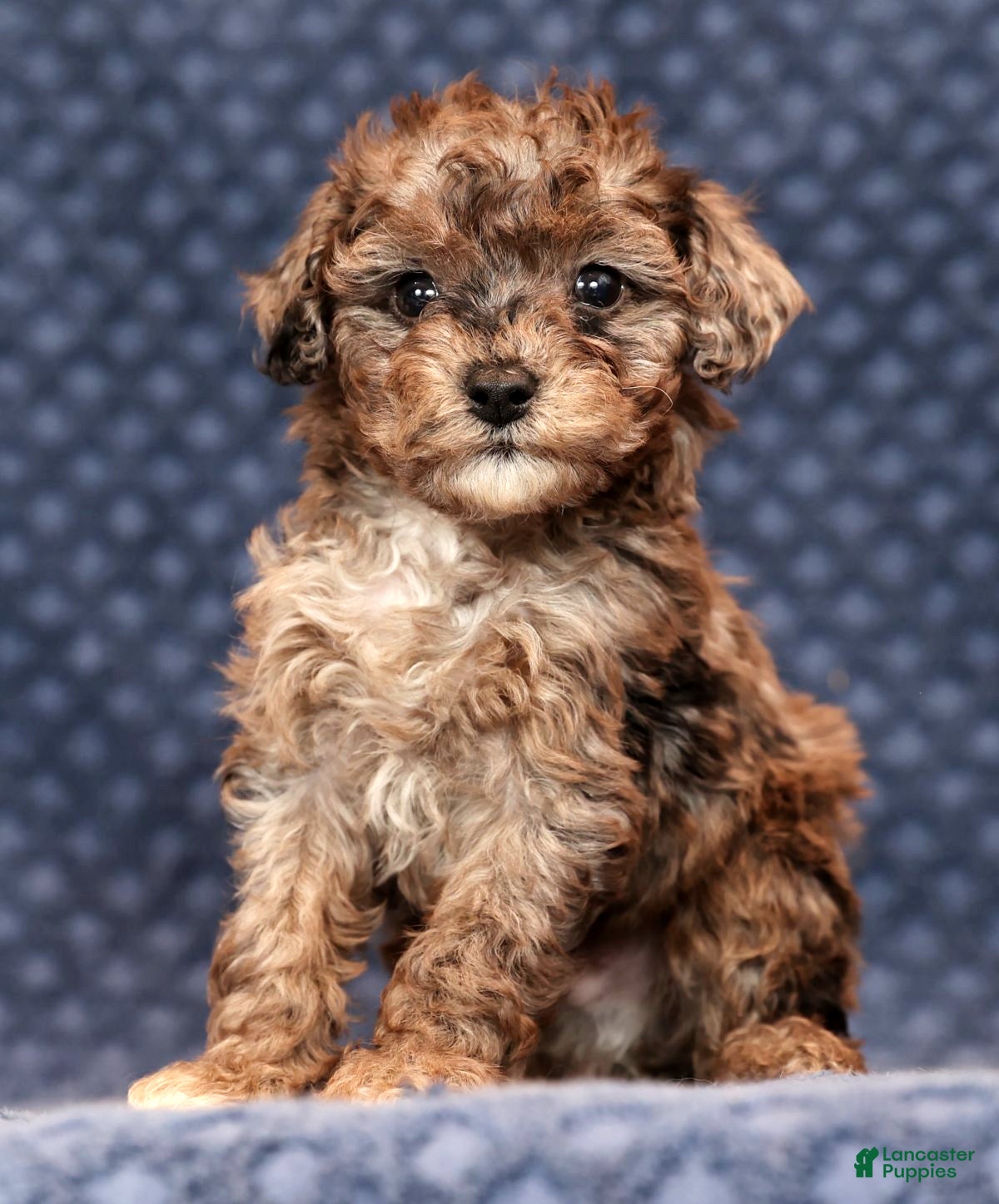 Miniature Poodle dogs Fulton - Ad 32