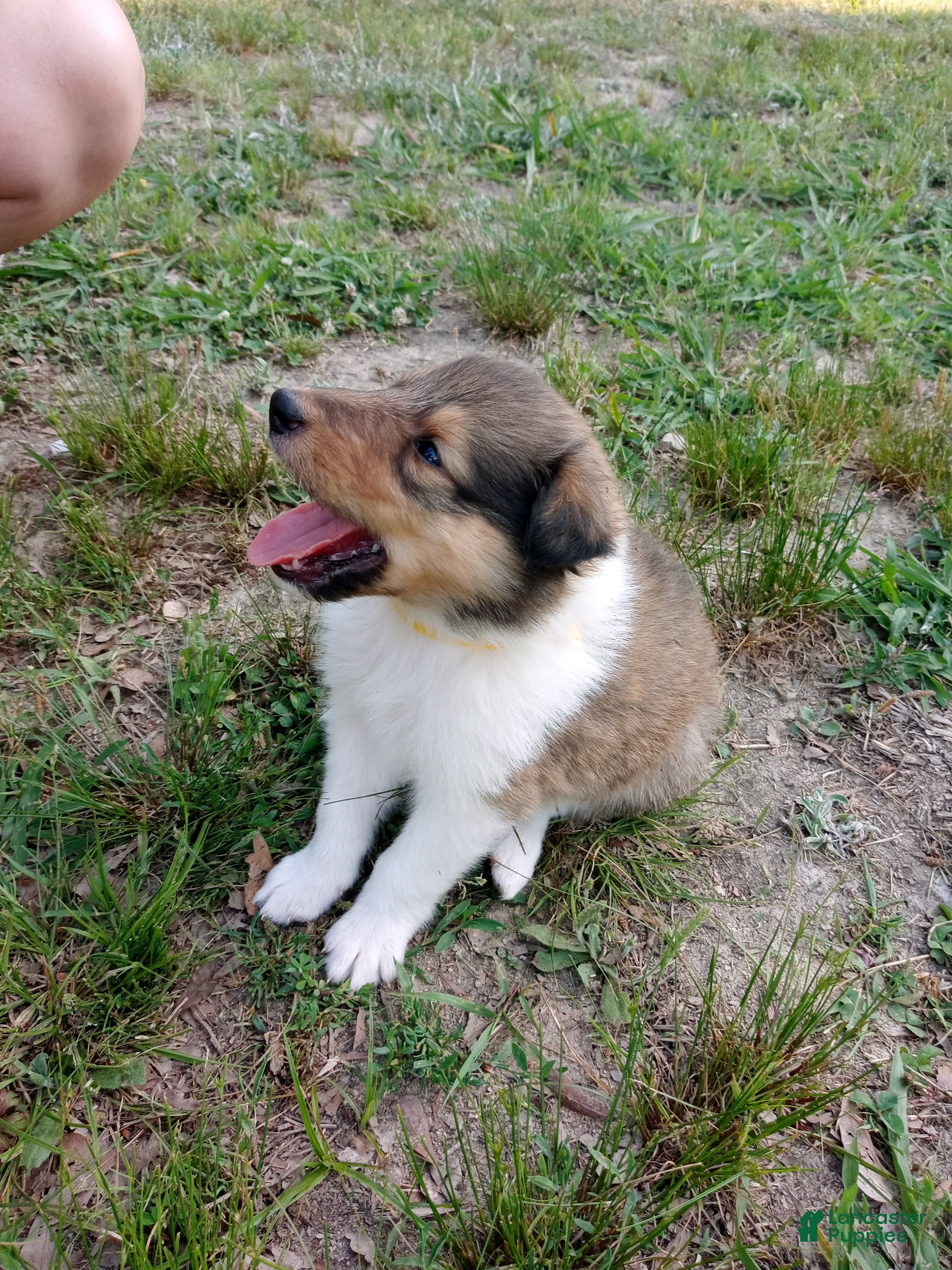 Collie dogs Sable Male, Yellow collar - Ad 6