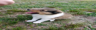 Sable Male, Yellow collar