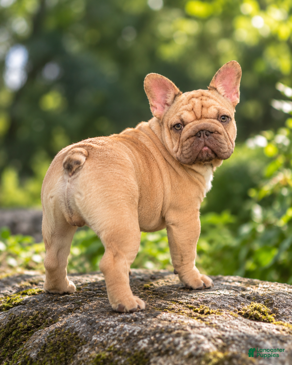 French Bulldog dogs for sale: Porkchop  - Ad 40