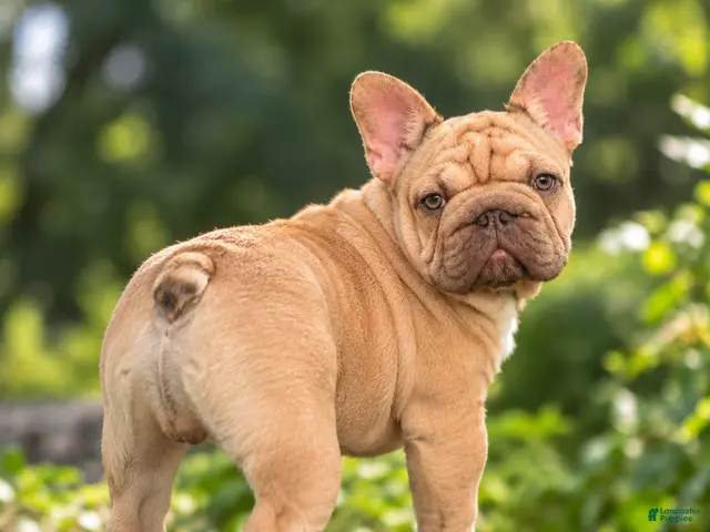 French Bulldog dogs for sale: Porkchop - Ad 40