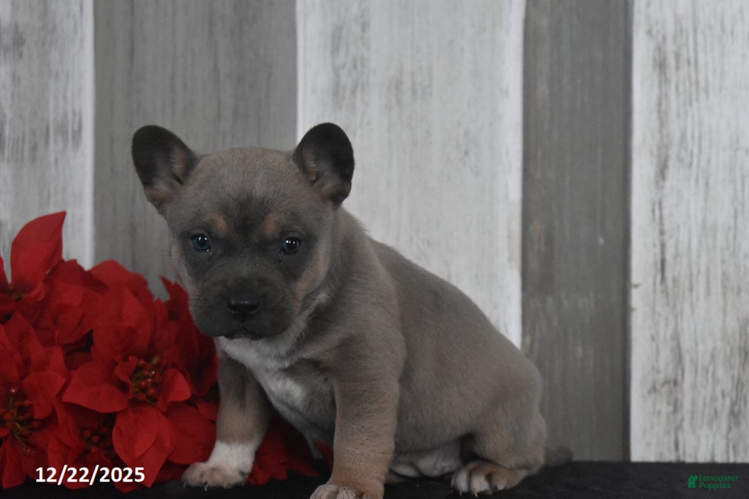 Mixed Breed dogs for sale: Irene - Ad 4