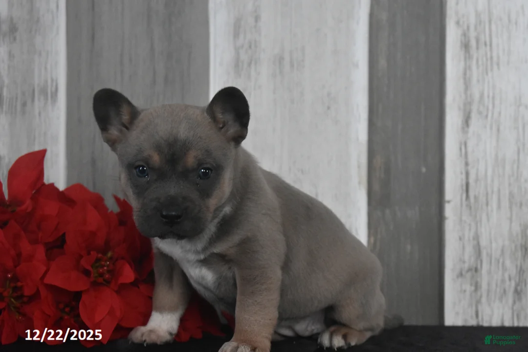 Mixed Breed dogs for sale: Irene - Ad 4