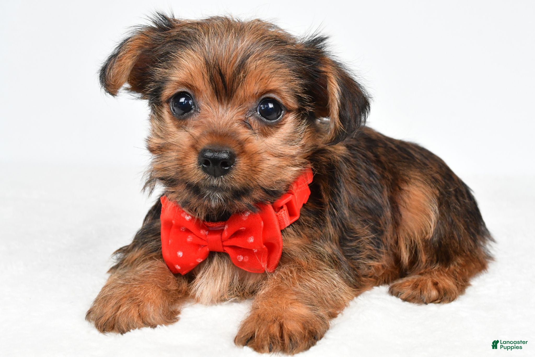 Yorkshire Terrier dogs Waldo - Ad 1