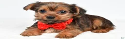 Yorkshire Terrier dogs for sale: Waldo - Ad 1