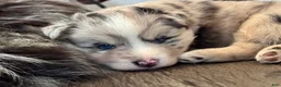 Pomsky dogs for sale: Johnny Cash - Ad 9