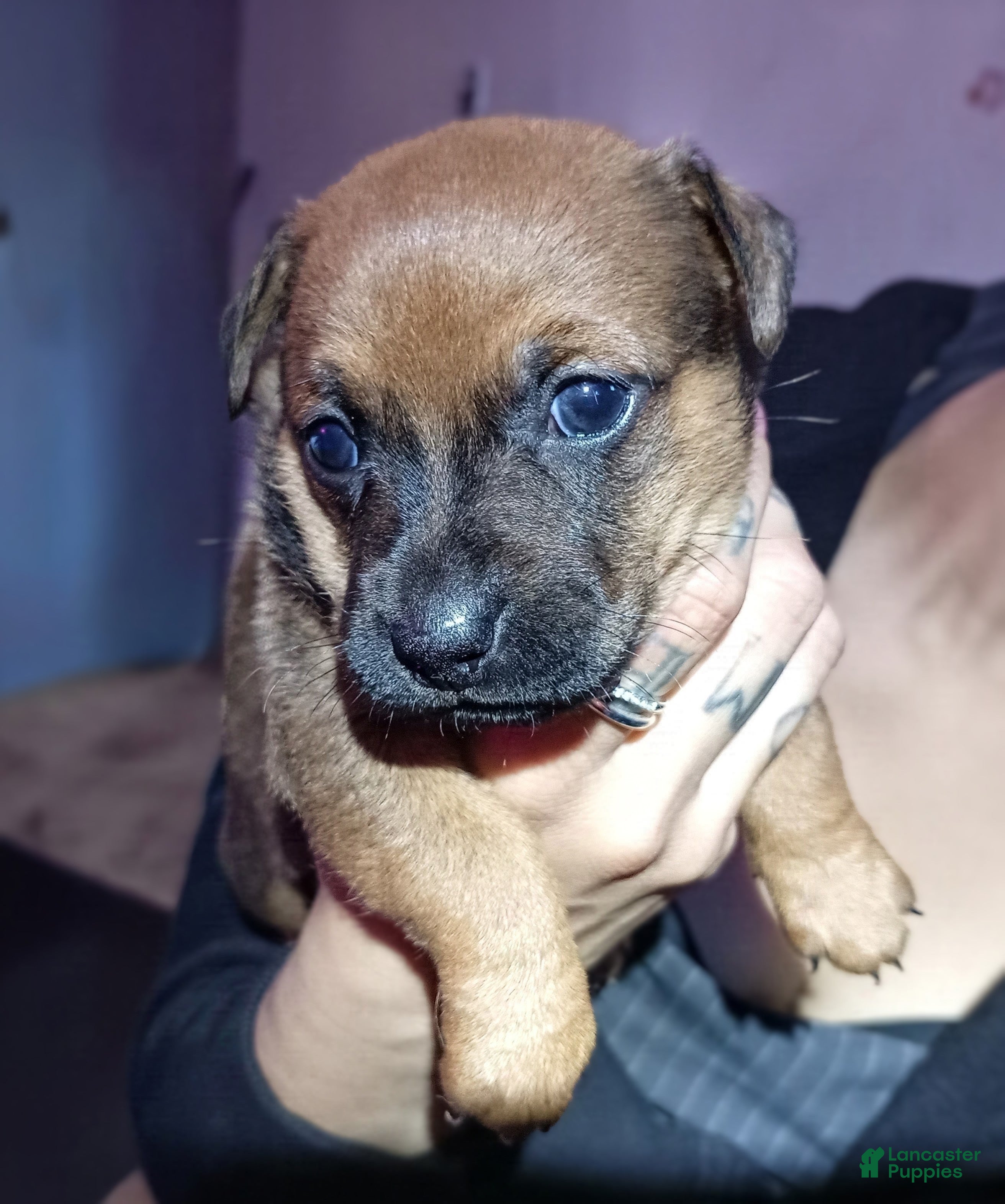 Chiweenie dogs for sale: Chiweenie 7 - Ad 1
