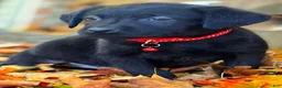 Labrador Retriever dogs for sale: Labrador Retriever 1 - Ad 5