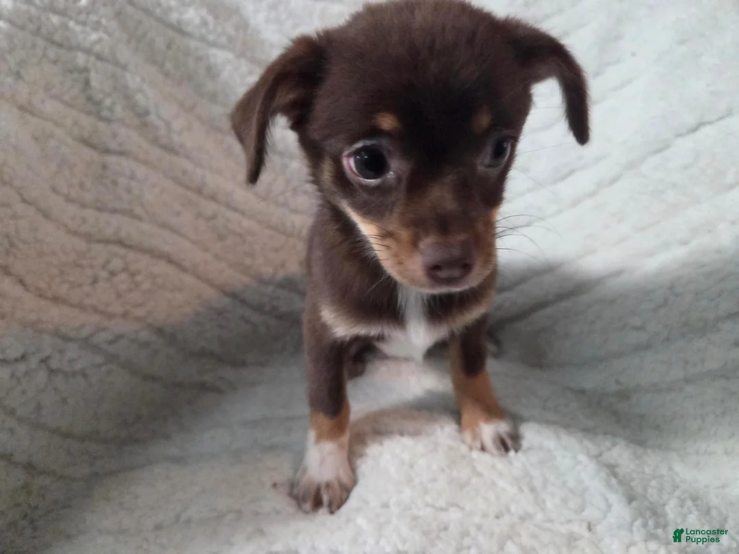 Chihuahua dogs for sale: Chihuahua 1 - Ad 6