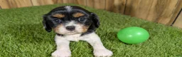 Cavalier King Charles Spaniel dogs for sale: Bessie Boy 1 - Ad 11