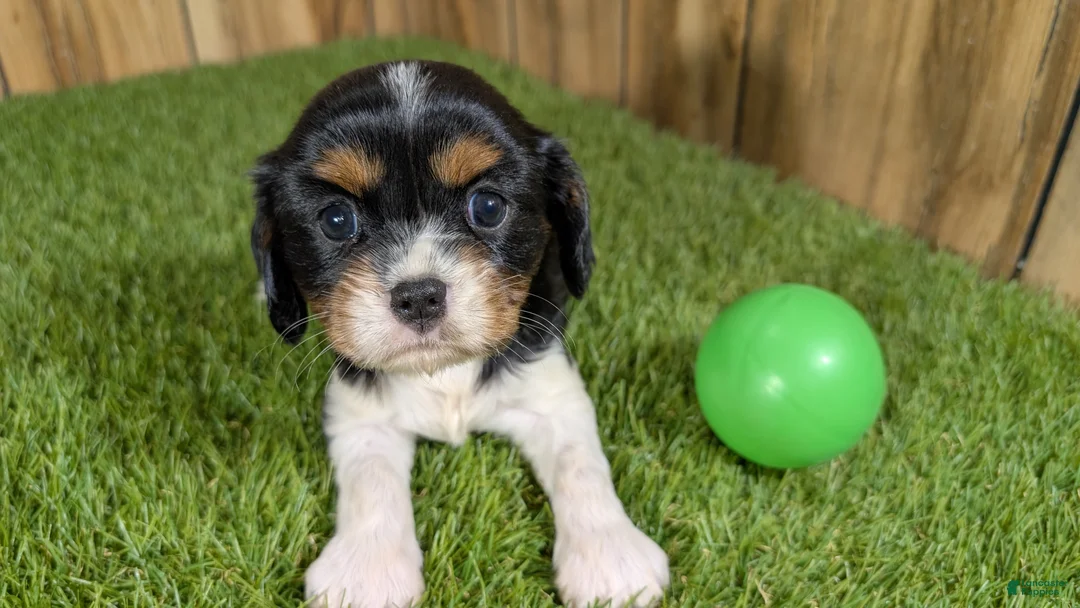 Cavalier King Charles Spaniel dogs for sale: Bessie Boy 1 - Ad 11