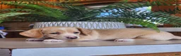 Miniature Dachshund dogs for sale: Ranger - Ad 5