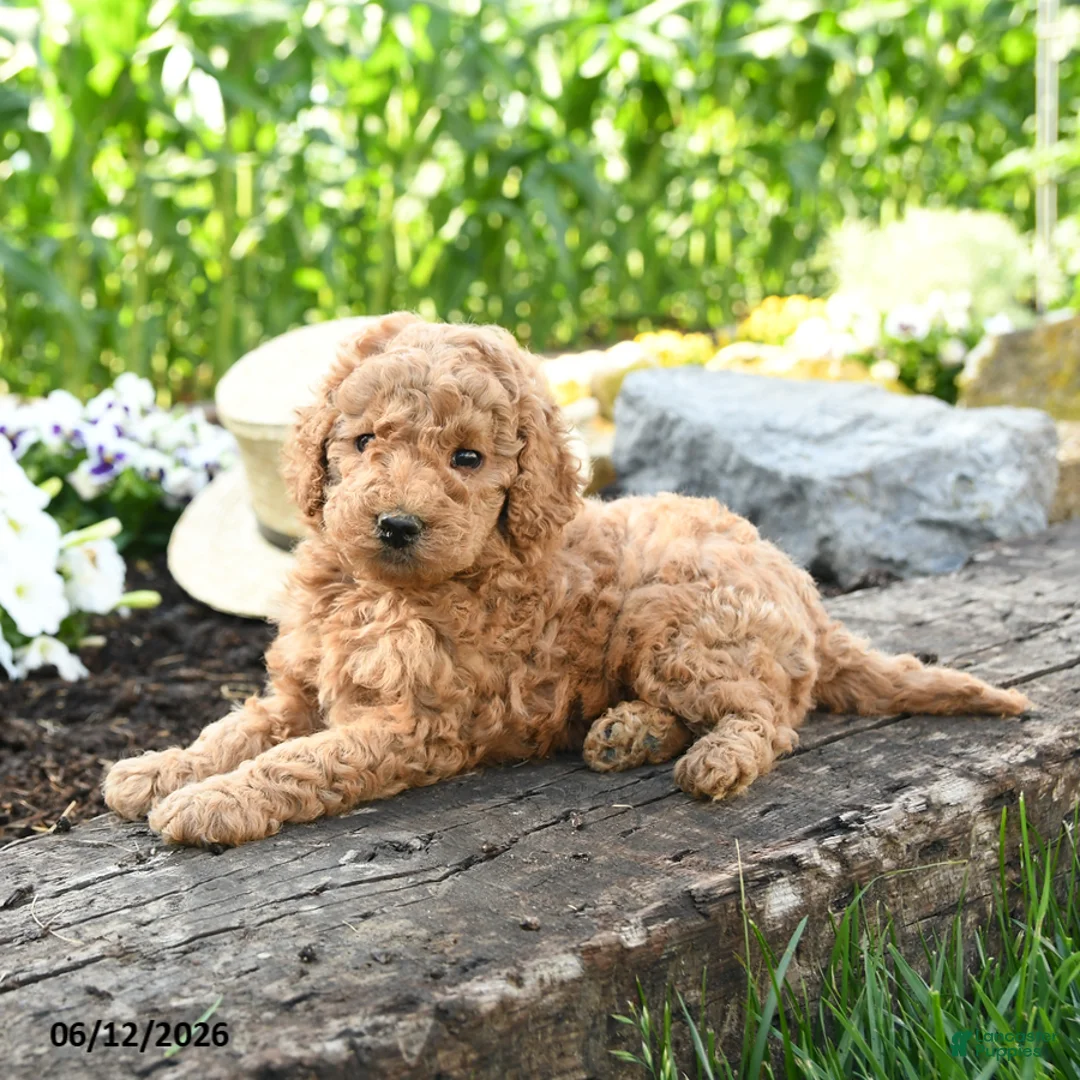 Miniature Poodle dogs for sale: Crosby - Ad 2