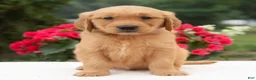 Golden Retriever dogs for sale: Kayden  - Ad 4