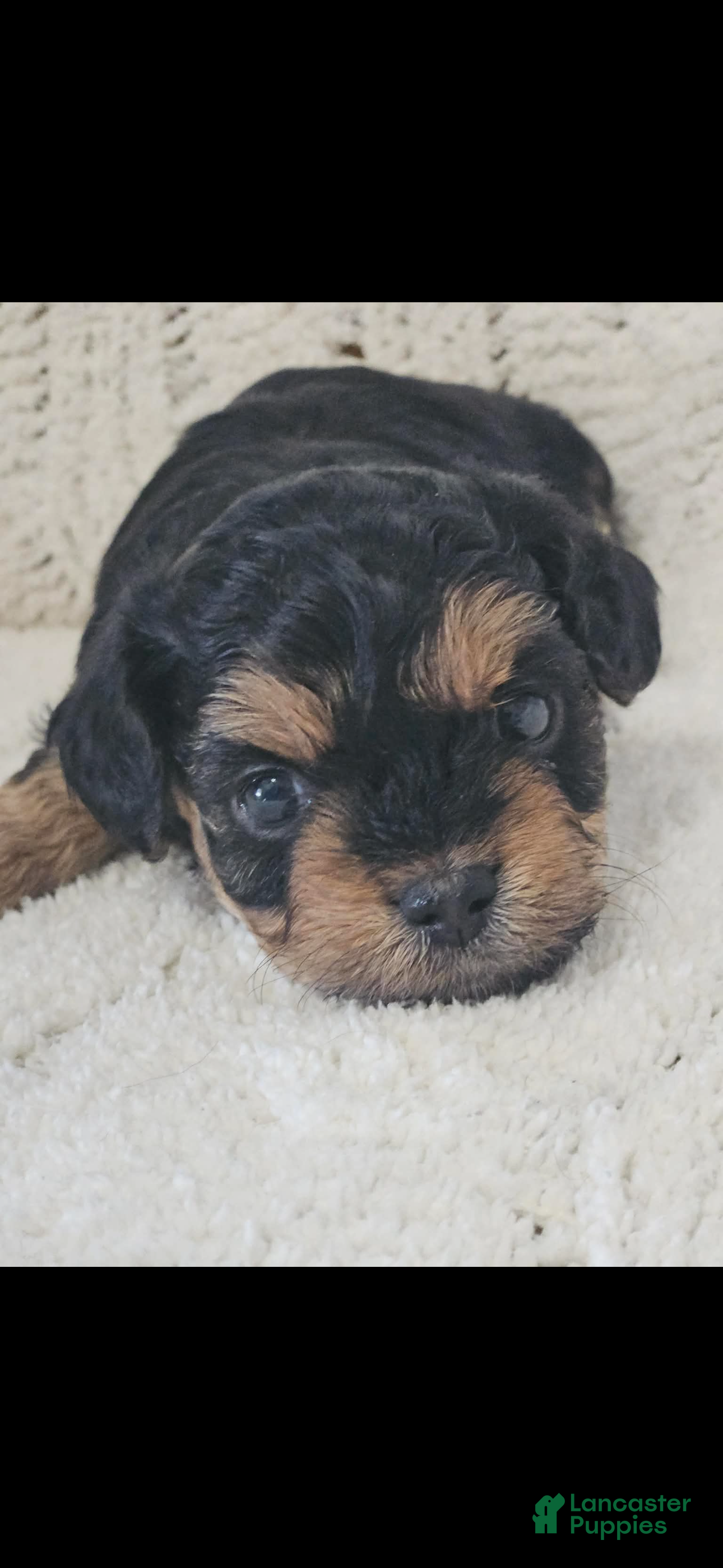 Mixed Breed dogs Mixed Breed 1 - Ad 39