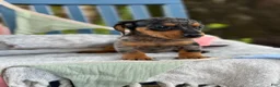 Miniature Dachshund dogs for sale: Tucker - Ad 11