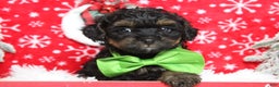 Yorkiepoo dogs for sale: Harvest  - Ad 1