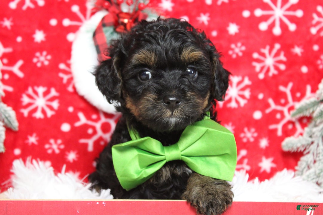 Yorkiepoo dogs for sale: Harvest  - Ad 1