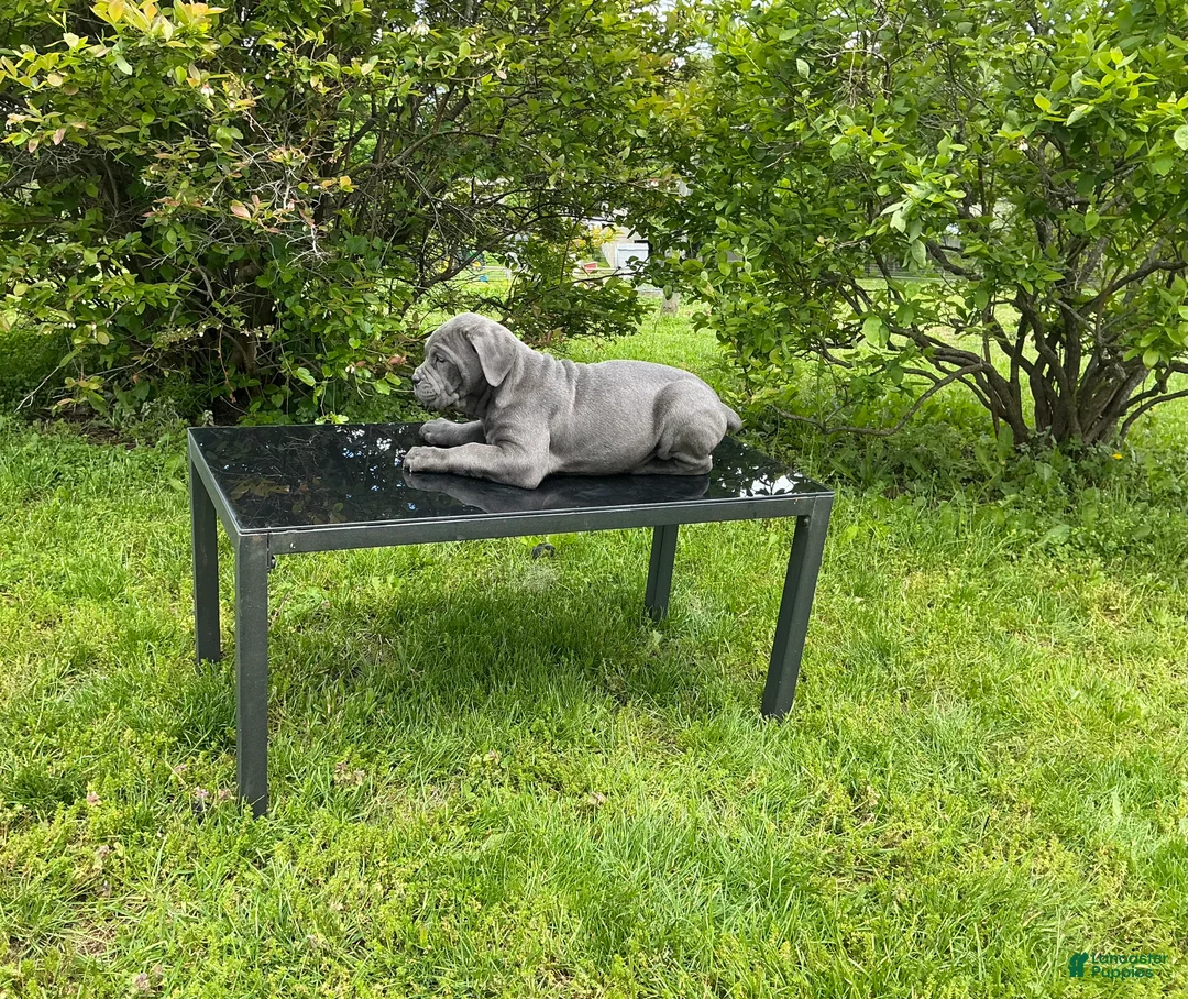 Cane Corso dogs for sale: Cane Corso Puppy 1 - Ad 2