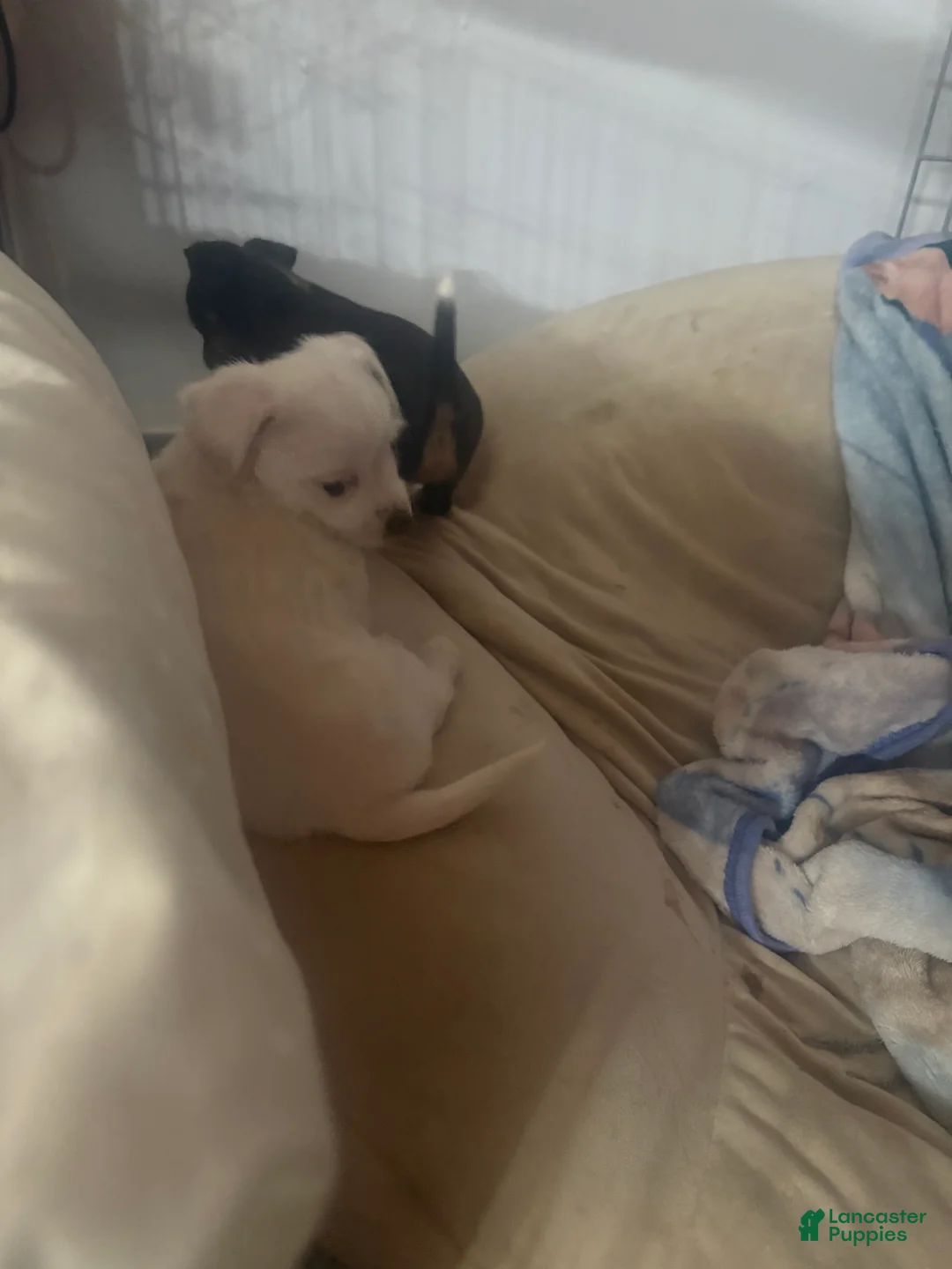 Mixed Breed dogs for sale: Mixed Breed 2 - Ad 1