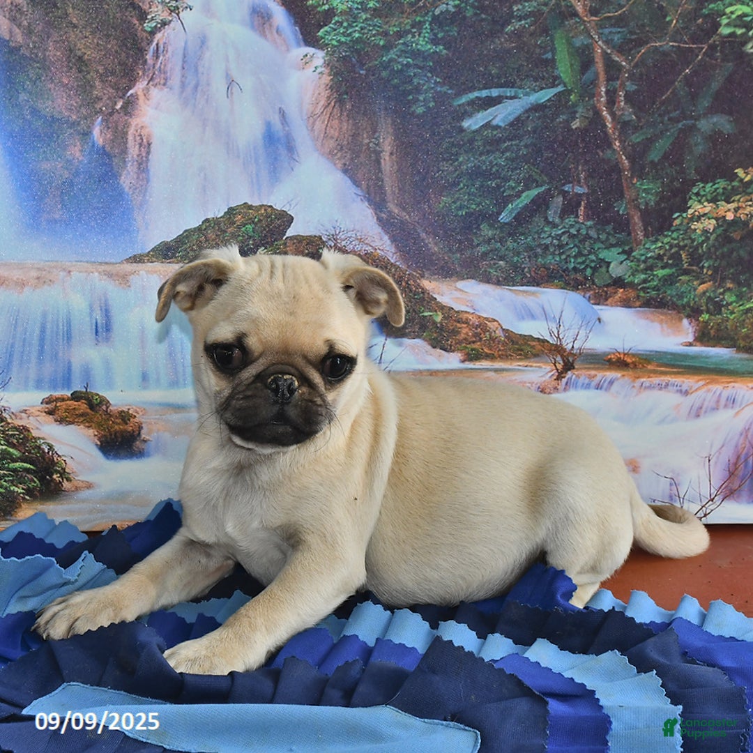 Pug dogs for sale: Wee Willy Winkie - Ad 19