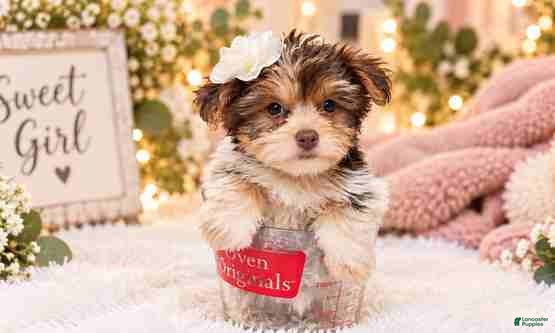 Yorkshire Terrier dogs Yorkshire Terrier 1 - Ad 2
