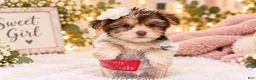Yorkshire Terrier dogs for sale: Yorkshire Terrier 1 - Ad 2
