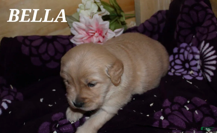Golden Retriever dogs Bella - Ad 14