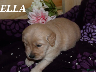 Golden Retriever dogs Bella - Ad 14