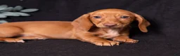Miniature Dachshund dogs for sale: Espresso - Ad 4