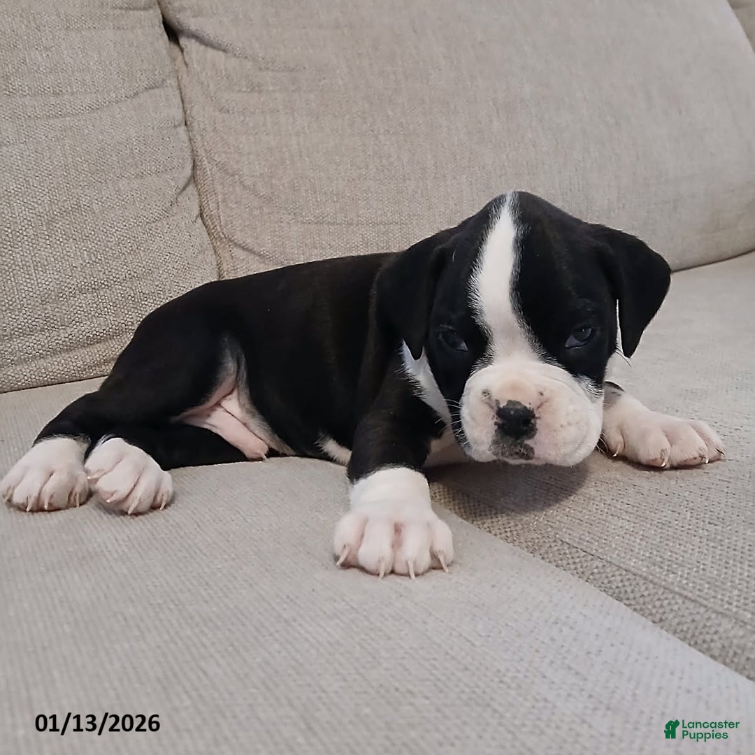 Boxer dogs for sale: Lightening - Ad 5