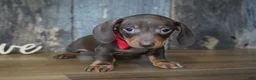 Miniature Dachshund dogs for sale: Cooper - Ad 4