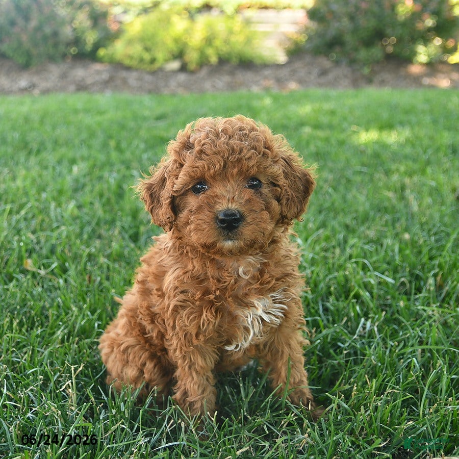 Cavapoo dogs Darling  - Ad 1