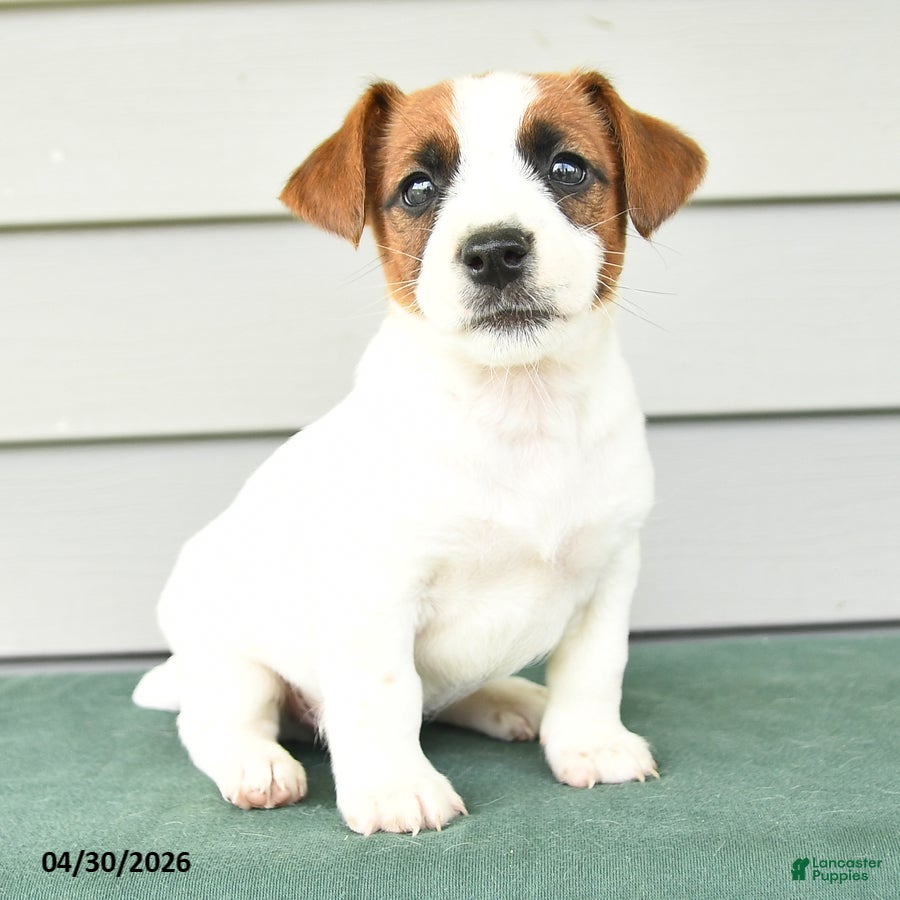 Jack Russell Terrier dogs Finley - Ad 2