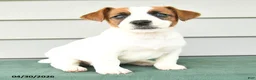Jack Russell Terrier dogs for sale: Finley - Ad 2