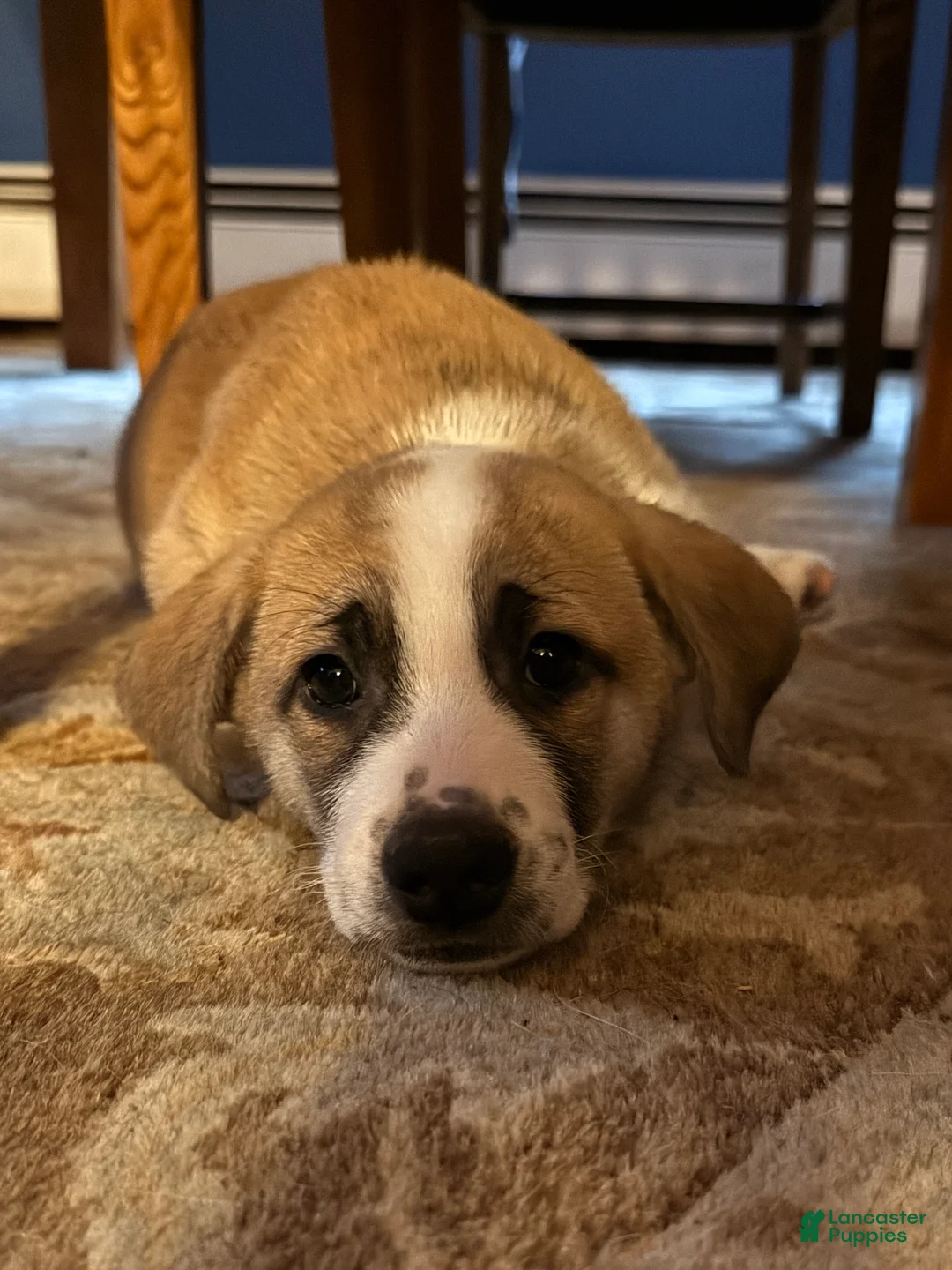 Mixed Breed dogs for sale: Amy - Ad 1